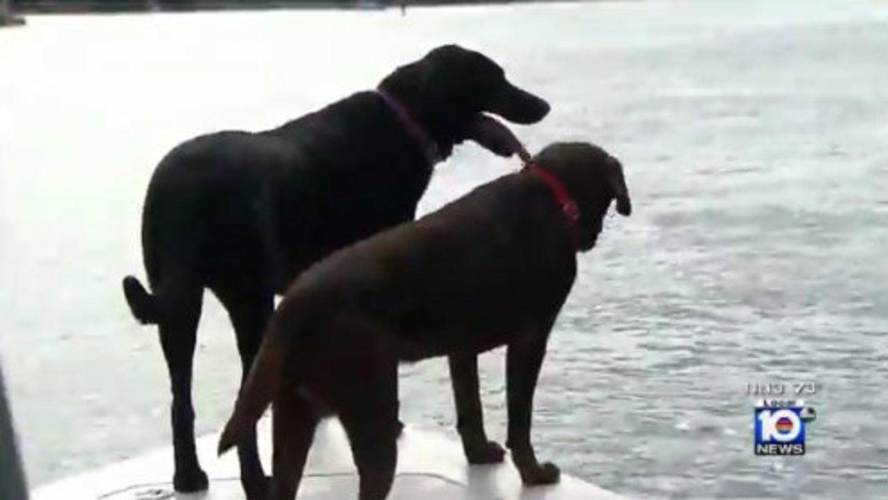 dog diving for lobsters dog diving for lobsters